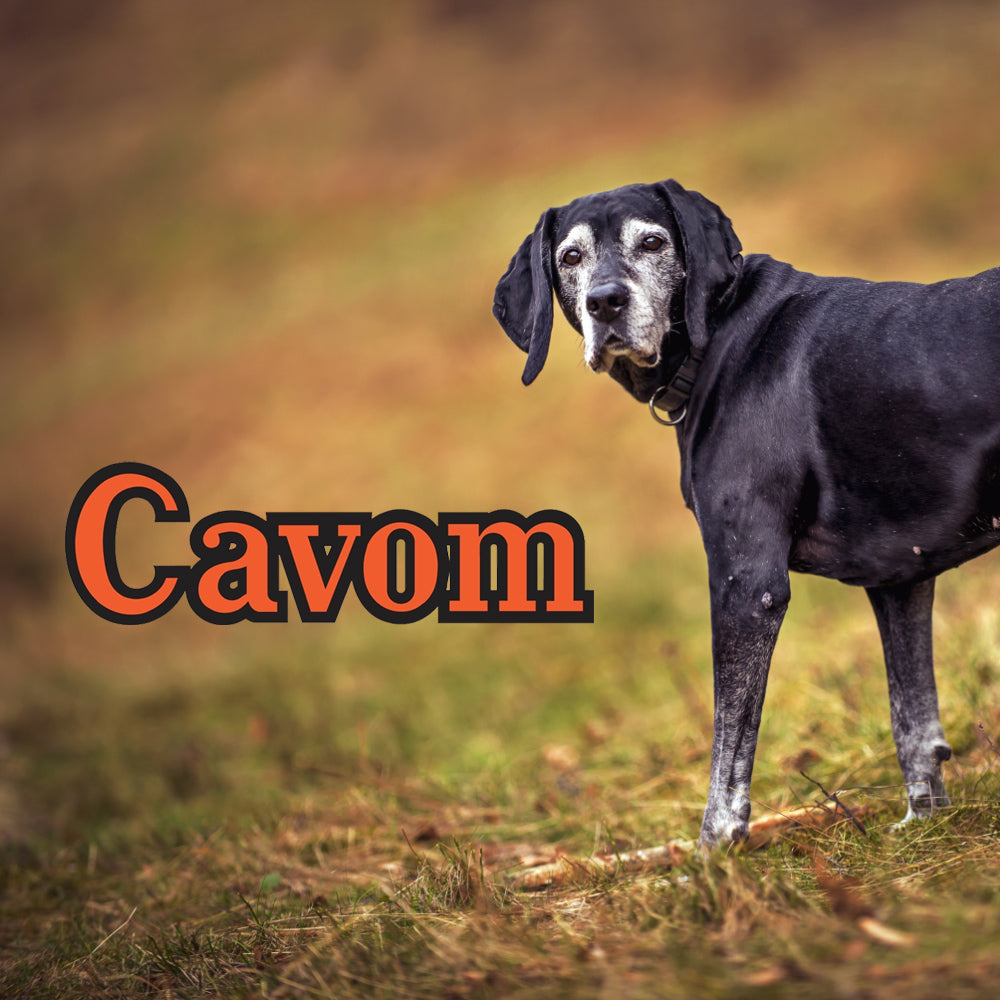Cavom Hundefutter  CatAmore