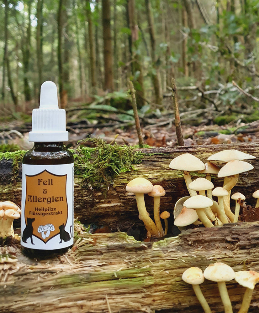 CatAmore Vitalpilze Flüssigextrakt für Tiere Heilpilze Mykotherapie | FELL & ALLERGIEN | Nahrungsergänzungsmittel 30ml