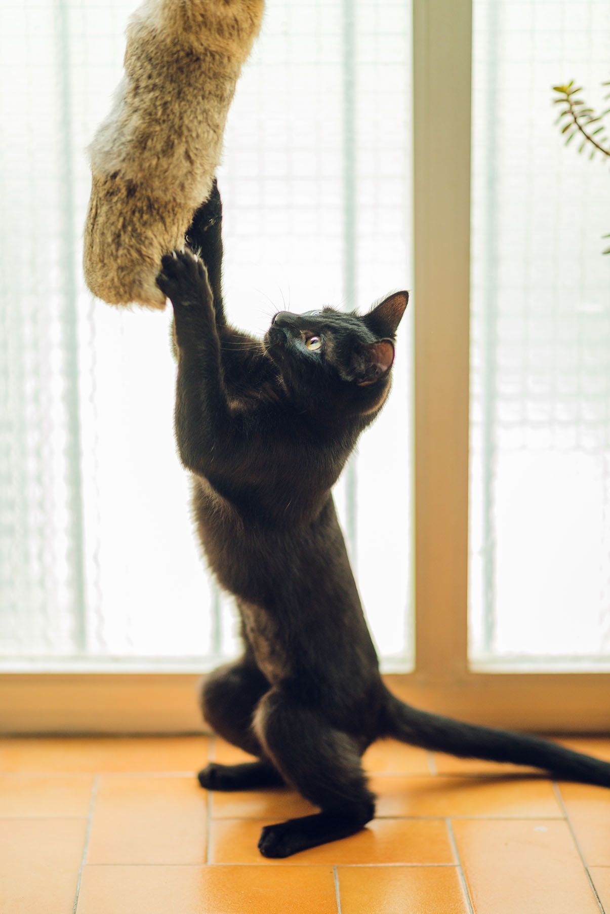 Katzenkissen aus Kaninchenfell – Naturspielzeug in 2 Gößen (20/40cm)
