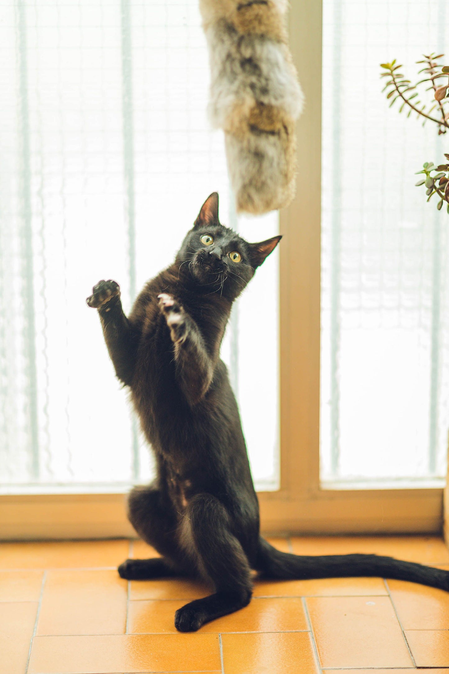 Katzenkissen aus Kaninchenfell – Naturspielzeug in 2 Gößen (20/40cm)